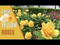 YELLOW ROSES LATE APRIL