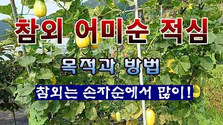[텃밭농부 237]  참외의 아들순을 받기 위한 어미순 적심 방법.#참외재배