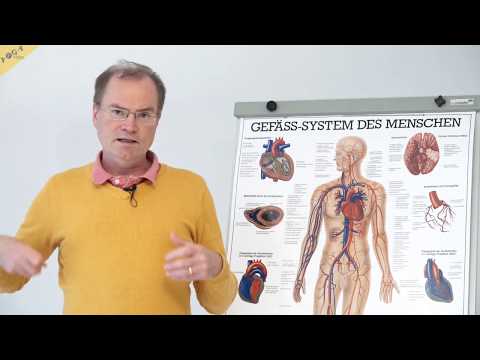 Einführung – Herz-Kreislauf-System, Teil 1 – YVS339 – Wirkung von Yogaübungen