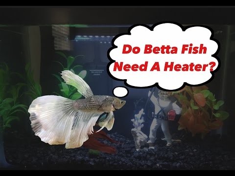 Do Betta Fish Need a Heater?