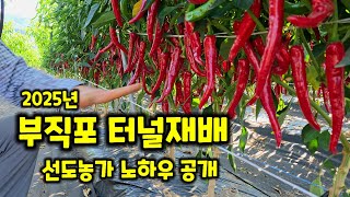 괴산청결고추 부직포 터널재배 선도농가 괴산 장연 김재경 농가 방문 노하우 배우기 충북 괴산 풀뿌리농장 석성수…
