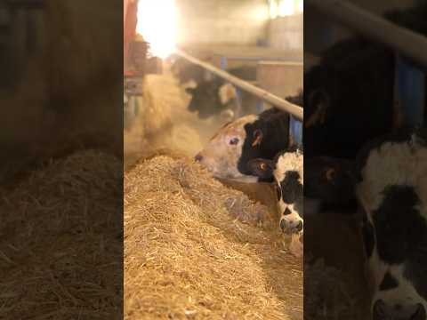 Heyvan yemlərində KİF təhlükəsi!