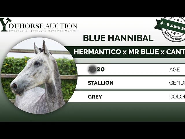 Blue Hannibal