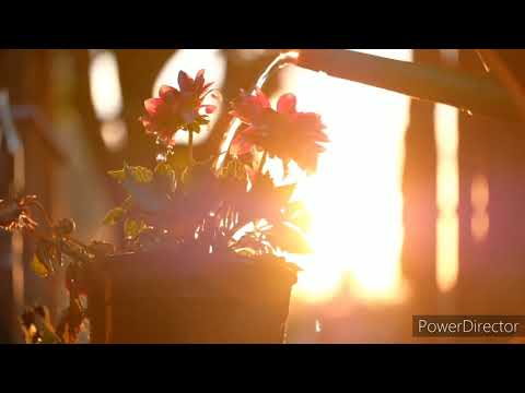 Relaxing music...with the background flowers... which makes you calm and relaxing.....