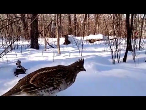 Ruffed Grouse sighting and closeup encounter