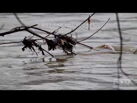 01-03-2023 Liverpool, PA - Thick, Eerie Fog and Minor River Flooding