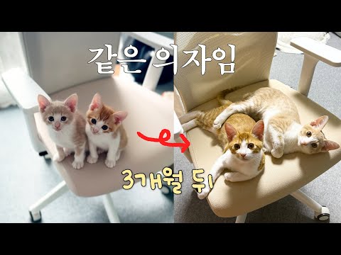 봄에 입양했던 형제 냥이들 최근 모습 공개! 이렇게 빨리 크는 게 맞는 거예요...?