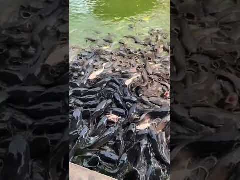 CRIANZA DE BAGRES EN CHINA: FUERZA Y MERCADO 🌊🐟🇨🇳