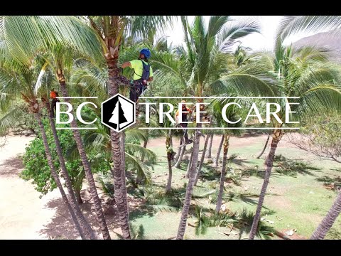 Spikeless Trimming Method for Coconut Trees - BC Tree Care, Hawaii.