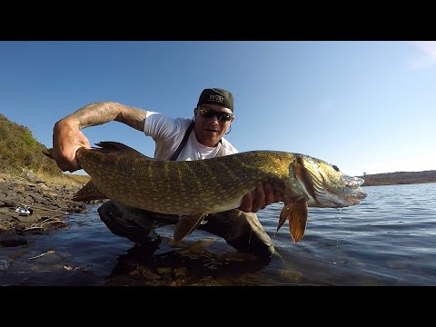 Szczupak wyrywa  wedke z reki,ale sila/ branie z pod samych nóg/czarny okon