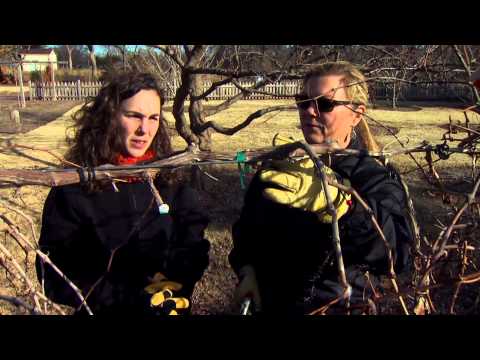 Pruning Grape Vines