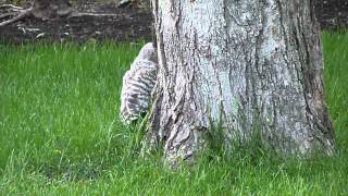 preview picture of video 'Barred Owlet Screeching 5-8-12 In Fairway, KS - Floppycats'