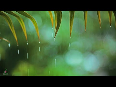 Расслабляющая музыка и мягкие звуки дождя: расслабляющая фортепианная музыка, музыка для сна