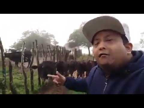 MC Tatá do Sumaré - Olha o boi