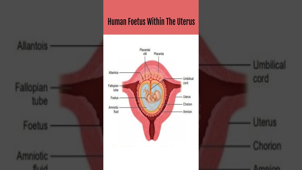 Human Fetus Development Inside the Uterus – A Detailed Diagram