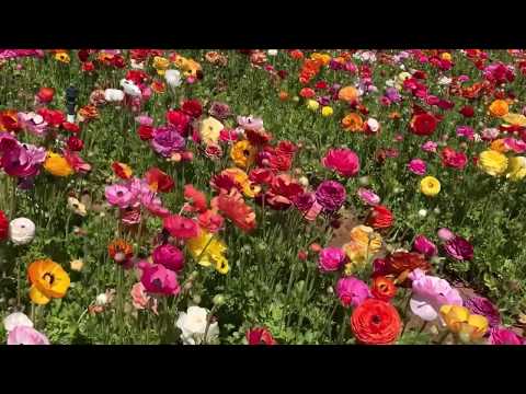 Carlsbad Flowers Field 2019 2