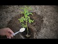 Never Plant Tomatoes Without This For Large Fruits And More Tomatoes Follow This