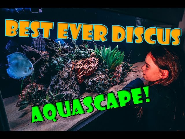 Discus Aquascape - display tank makeover!