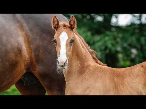 SF  v.  Borsalino - Matcho AA