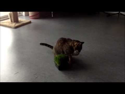 The Adventures of Oskar the Blind Cat and Klaus - Episode 3 - Kitty Grass