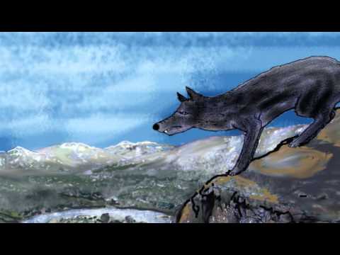 Vídeo: A rebelión das ovellas