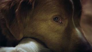 “全編犬視点”の新感覚ホラー　映画「GOOD BOY／グッド・ボーイ」予告映像