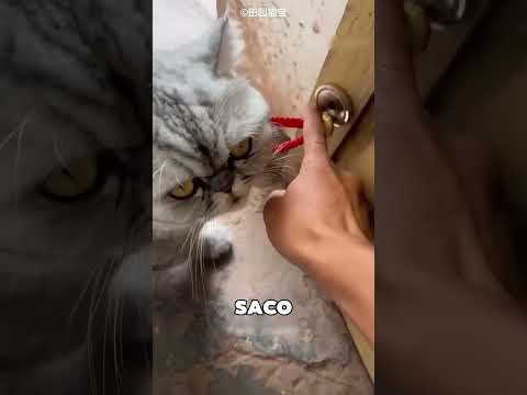 The Cat with the Magnet Got a Big Surprise 🤯❤️