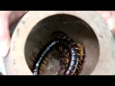 Survival skills: Catch centipede and grilled on clay for food - Cooking centipede eating delicious Video