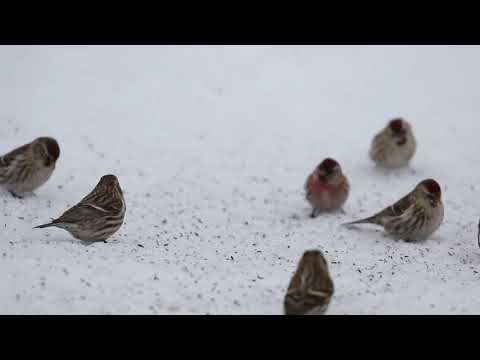 Common Redpolls