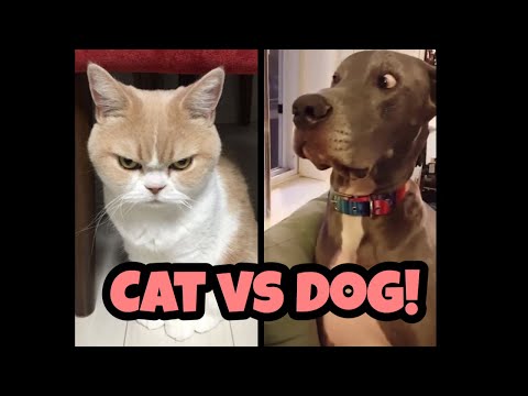 Funny Cats VS Dogs Compilation (2020) | Angry Cats fight Dogs