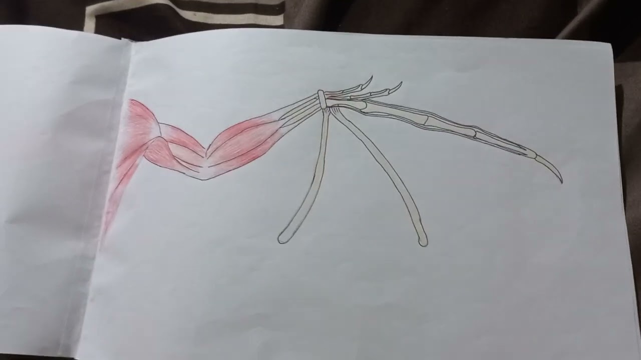 My speculative evolution project new wyvern wing design and anatomy