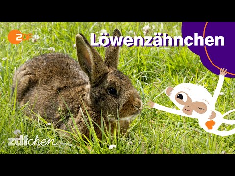 Keks auf Gespensterjagd | LÖWENZÄHNCHEN | ZDFchen