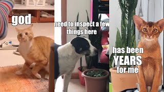 Funny Animal Voiceover Compilation Part 8 @klrdubs TikTok