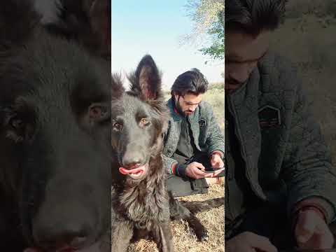 black German Shepherd Ale German Shepherd dogs pashto songs abdullah wazir songs waziristan songs