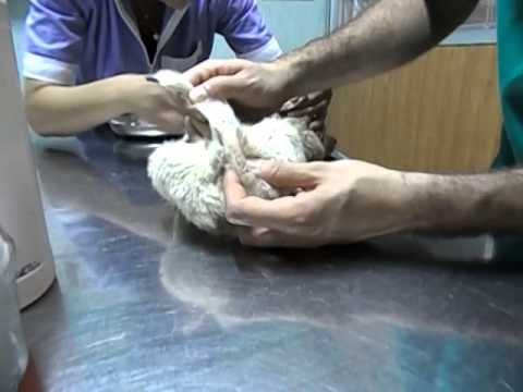 Erbe contro parassiti della persona Come dare una targa da un verme a un gatto