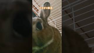 うさぎの襲来 #ネザーランドドワーフ #rabbit #うさぎ #うさぎパパ #bunny #pets