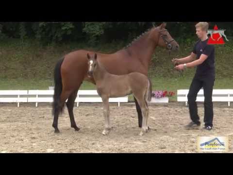 Auktionsfohlen Nr. 33 DORNARDO II