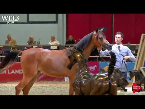 N.5 MM SABEA - Wels 2018 - Yearling Fillies (Class 1A)