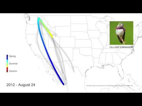 Shifting Migration Routes for Calliope Hummingbirds 2008–2013