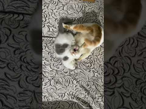 Fighting as a warm-up 🐱#DramaCats #catsoftiktok  #viralvideo