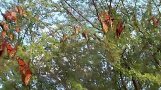 preview picture of video 'Mariposas monarcas ( Danaus plexippus ), en Mina,N.L., México.'