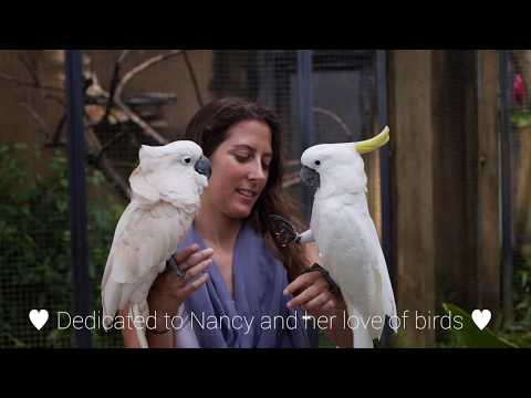 Birdsong - 60 Second Songs (Bali) - Heavenly3lues