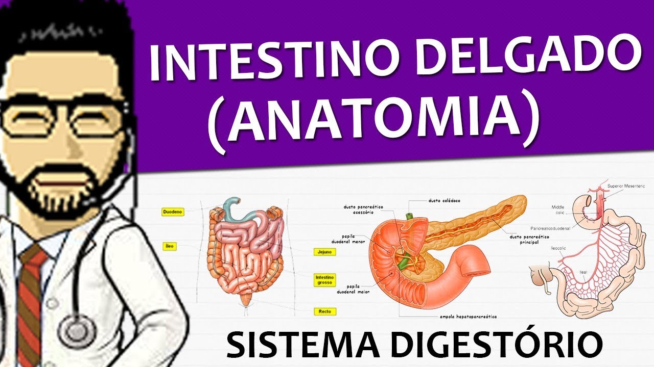 O Que é Lúmen Anatomia