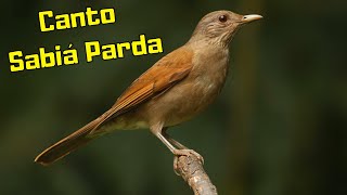 Sabiá Parda - Sabiá Parda Cantando - Canto Sabia Parda Para Filhotes