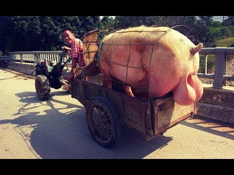Анекдот №376 Кум купил кабана