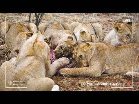 We Followed a Lion Pride for 21 Days (First Kill Recorded)