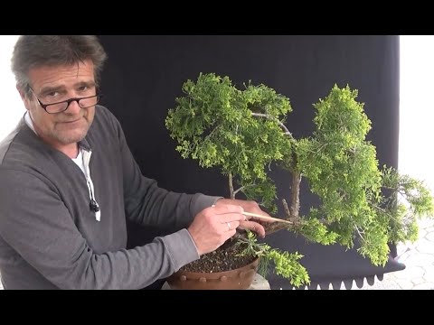 Bonsai 2020-37 - Wacholder - Juniperus - erst Genesung, dann Gestaltung