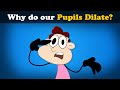 Why do our Pupils Dilate? + more videos | #aumsum #kids #science #education #children