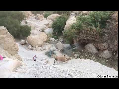 Ein Gedi Wild Goats