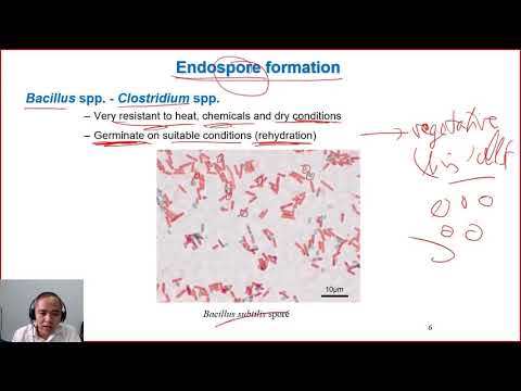 C5-02 spore-forming bacteria| Dairy technology